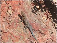 One of many lizards on the Bright Angel Trail