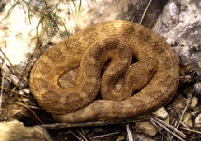 Grand Canyon Rattlesnake