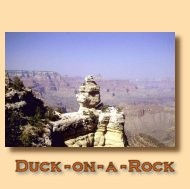 Duck On A Rock
